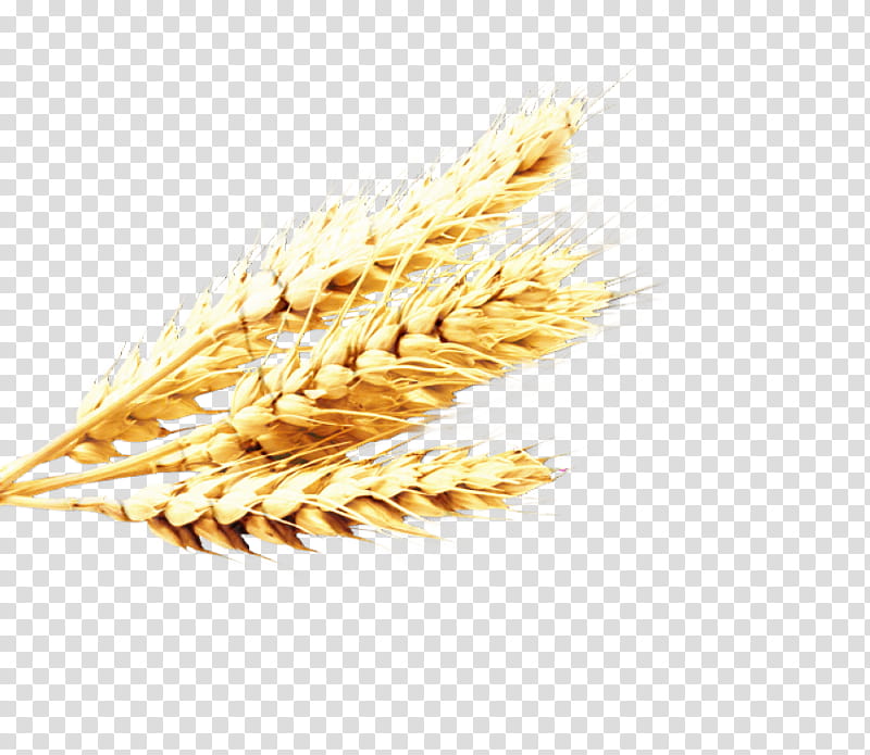 Wheat, Emmer, Oat, Cereal, Einkorn Wheat, Grain, Food, Spelt transparent background PNG clipart