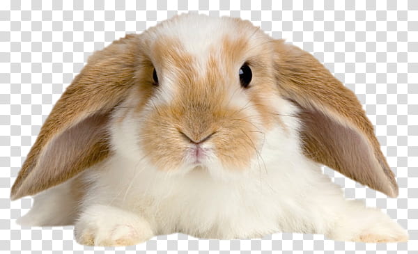 Cute Bunny, white and brown rabbit transparent background PNG clipart
