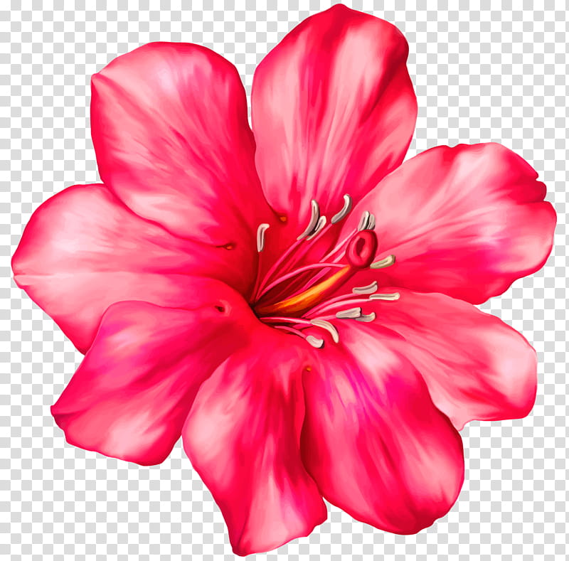 Tropical, illustration of red flower transparent background PNG clipart