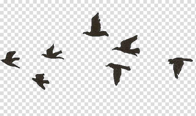 Swallow Bird, Drawing, Flight, Flock, Tattoo, Silhouette, Bird Flight, Bird Migration transparent background PNG clipart