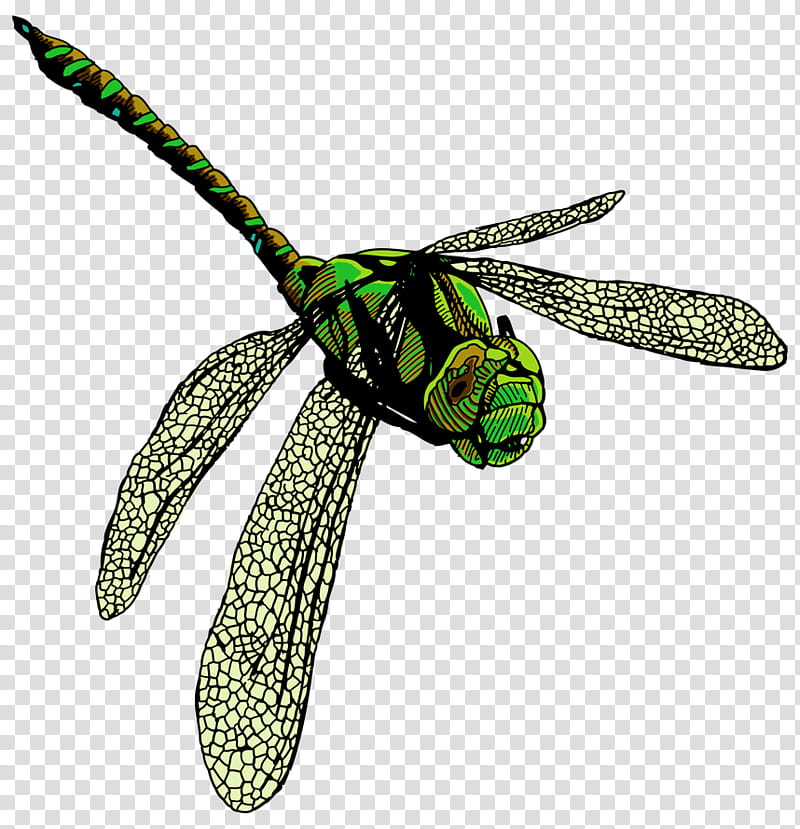 Clothing Accessories Dragonflies And Damseflies, Fashion, Insect, Membrane, Green, Dragonfly, Plant, Wing transparent background PNG clipart