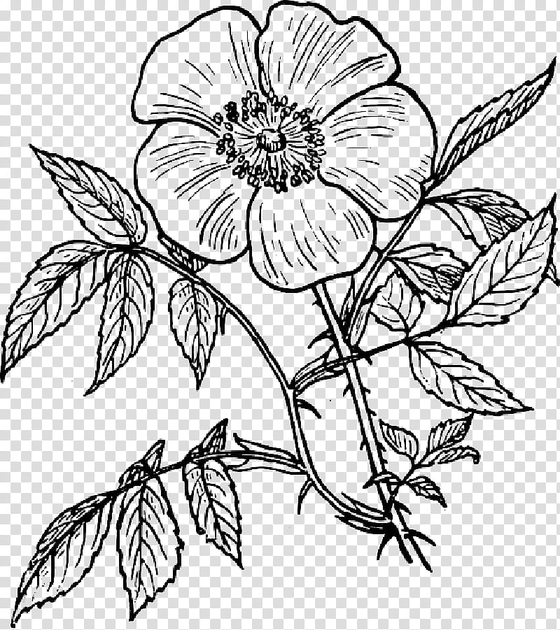 Flower Line Art, Drawing, Coloring Book, Painting, Doodle, Blackandwhite, Plant, Petal transparent background PNG clipart