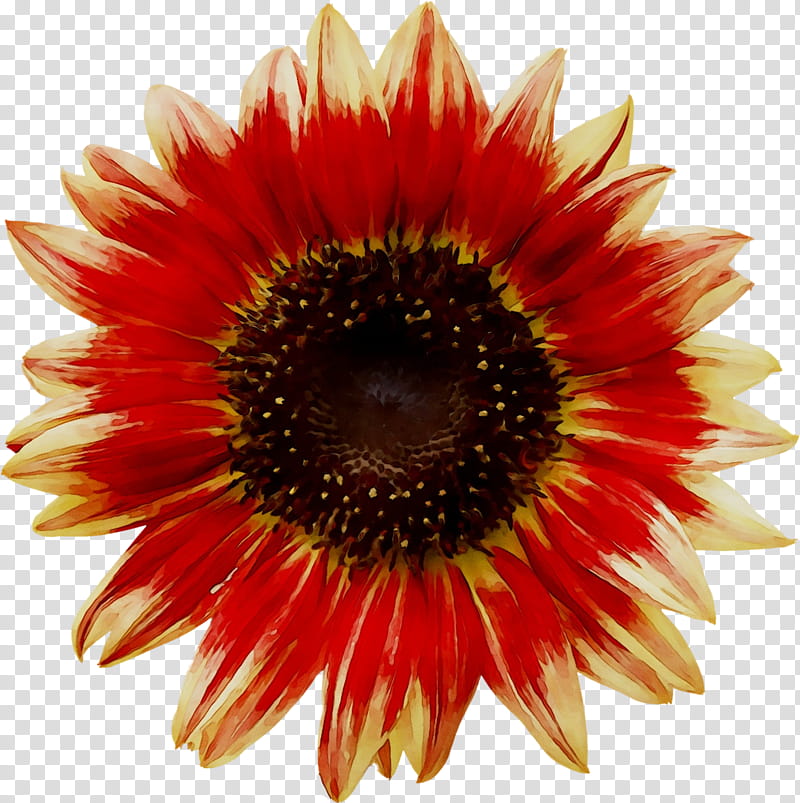 Flowers, Transvaal Daisy, Cut Flowers, Blanket Flowers, Petal, Sunflower, Coneflower, Plant transparent background PNG clipart