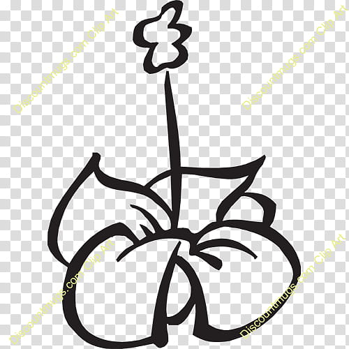 Black And White Flower, Merrie Monarch Festival, Leaf, Hula, Plant Stem, Tree, Plants, Body Jewellery transparent background PNG clipart