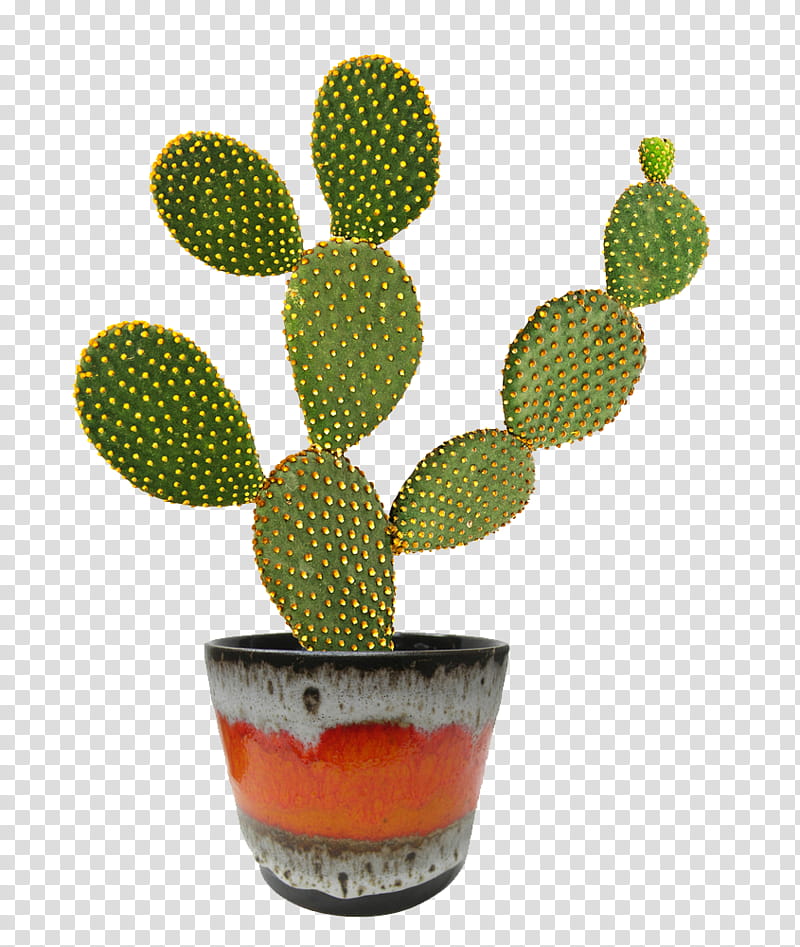 Cactuses and Plants, green cactus plant transparent background PNG clipart