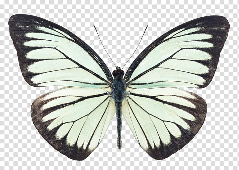 Butterfly, Cabbage White, Insect, Pieridae, Moth, Skeleton, Lepidoptera, Pieris transparent background PNG clipart