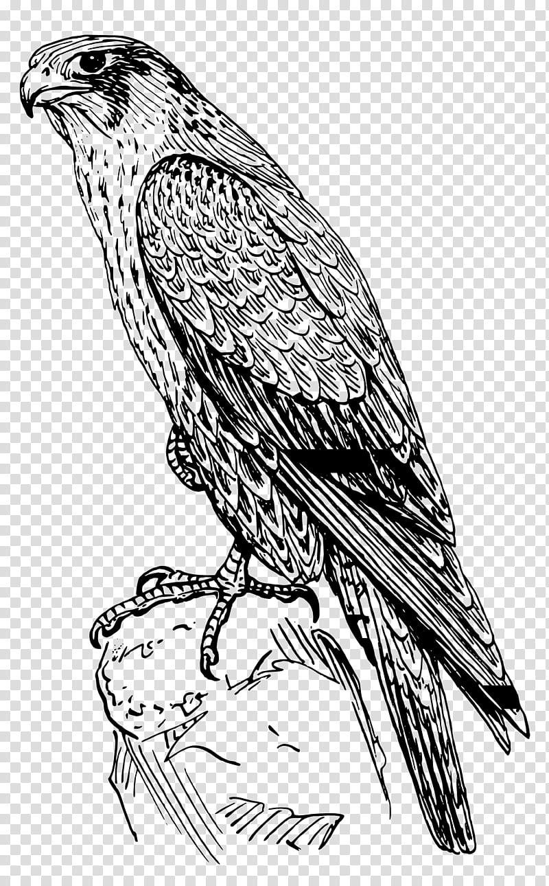 Bird Line Drawing, Falcon, Peregrine Falcon, Bird Of Prey, Eagle, Hawk, Gyrfalcon, Black Falcon transparent background PNG clipart