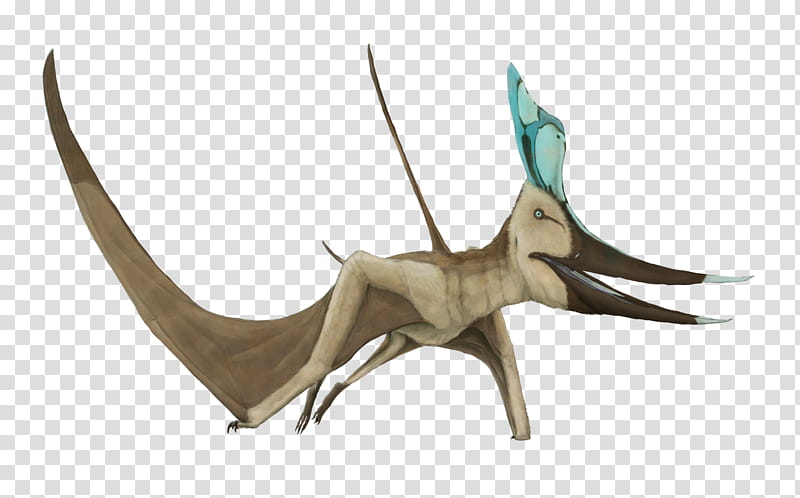 Dinosaur, Pteranodon, Late Cretaceous, Pterosaurs, Geosternbergia, Dimorphodon, Pteranodontidae, Ornithocheirus transparent background PNG clipart