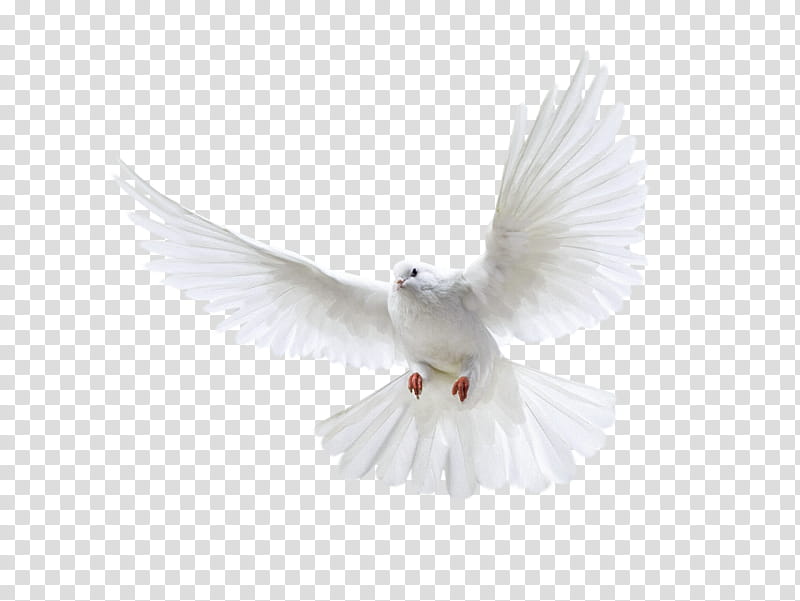 Dove Bird, Homing Pigeon, Rock Dove, Release Dove, Streptopelia, Feather, Beak, Pigeons And Doves transparent background PNG clipart