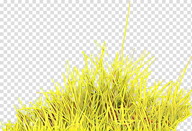 Grass, Grasses, Commodity, Computer, Yellow, Plant, Grass Family transparent background PNG clipart