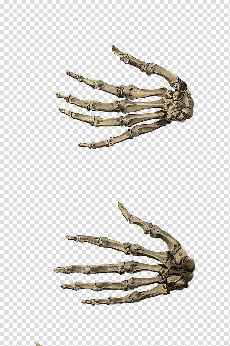 Hands , two white skeletal hands transparent background PNG clipart