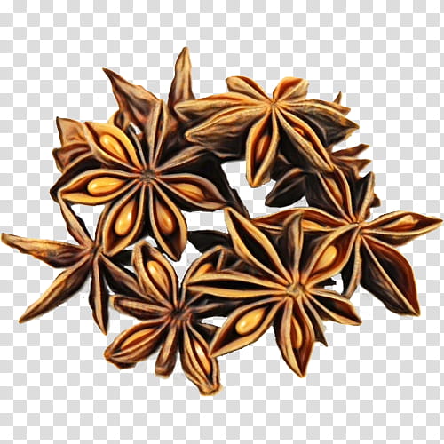 star anise anise plant spice flower, Watercolor, Paint, Wet Ink, Herb transparent background PNG clipart