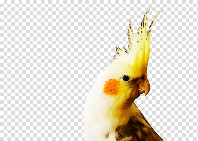 Bird Parrot, Cockatiel, Parakeet, Cockatoo, Feather, Fauna, Beak, Pet transparent background PNG clipart