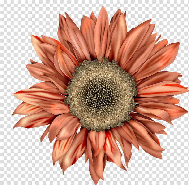 Drawing Of Family, Common Sunflower, Red Sunflower, Sunflower Seed, Gerbera, Plant, Petal, Closeup transparent background PNG clipart