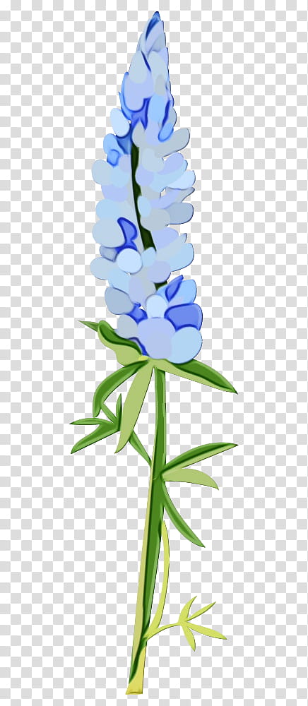 flower flowering plant plant blue bluebonnet, Watercolor, Paint, Wet Ink, Delphinium, Cut Flowers, Lupin, Grape Hyacinth transparent background PNG clipart