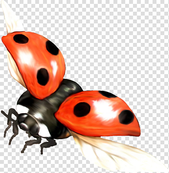 Background Orange, Marinette Dupaincheng, Ladybird Beetle, Drawing, Insect transparent background PNG clipart