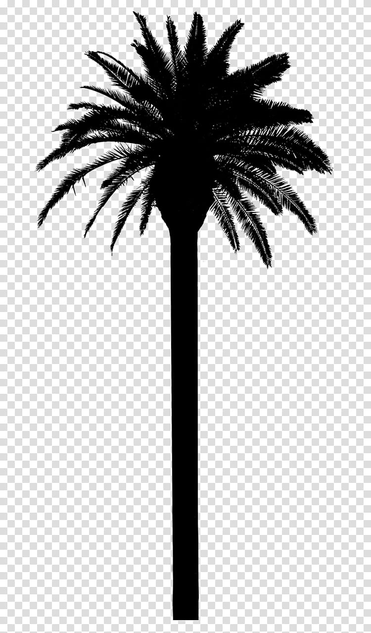 Palm Tree Silhouette, Asian Palmyra Palm, Date Palm, Palm Trees, Plant Stem, Plants, Borassus, Arecales transparent background PNG clipart