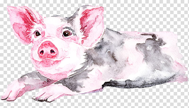 suidae pink snout drawing puppy, Watercolor Pig, Live transparent background PNG clipart