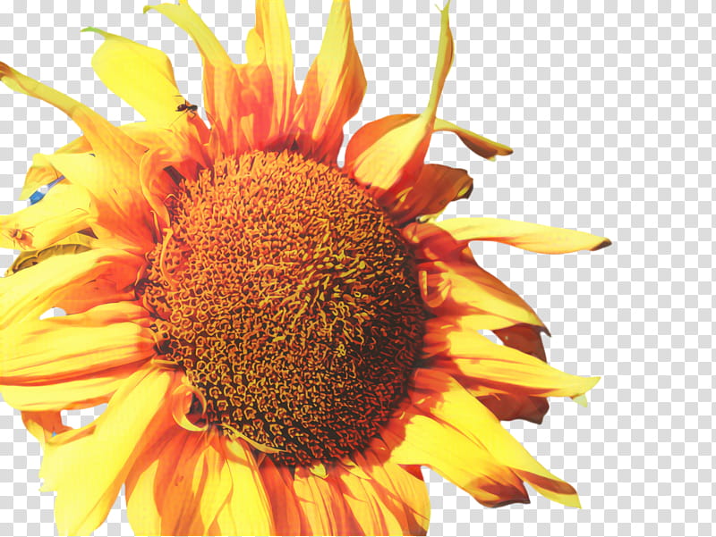 Sunflower, Flora, Bloom, , Pexels, Macro , Closeup, Desktop transparent background PNG clipart