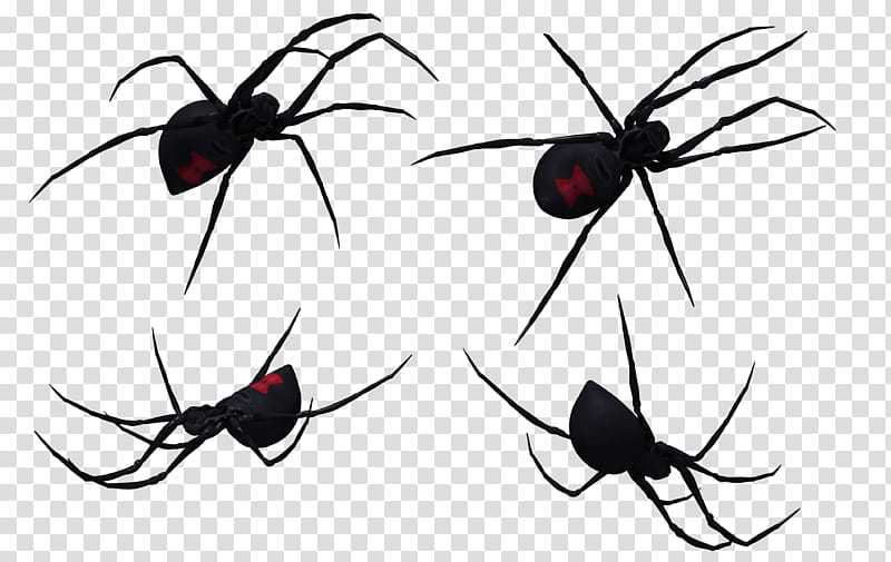 Black Widow Spider Set , four black spiders illustration transparent background PNG clipart