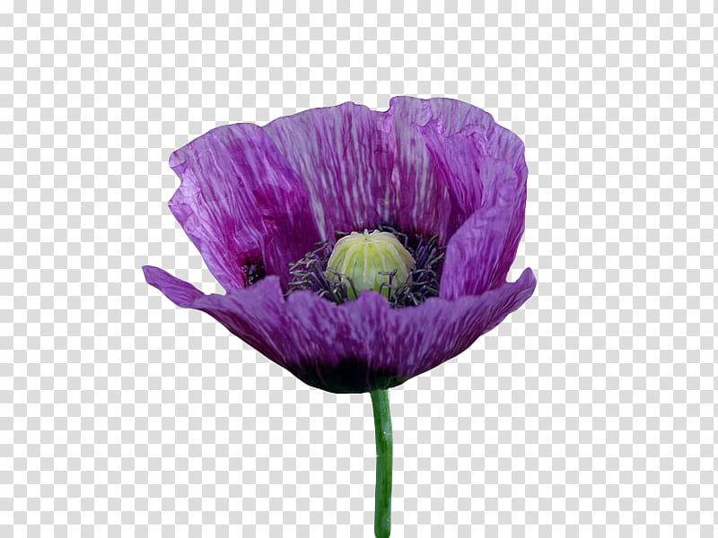 , purple poppy flower in bloom transparent background PNG clipart
