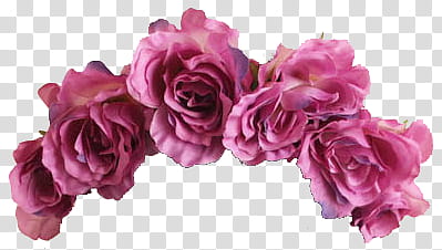 Recursos Liossi, pink roses in bloom swag transparent background PNG clipart