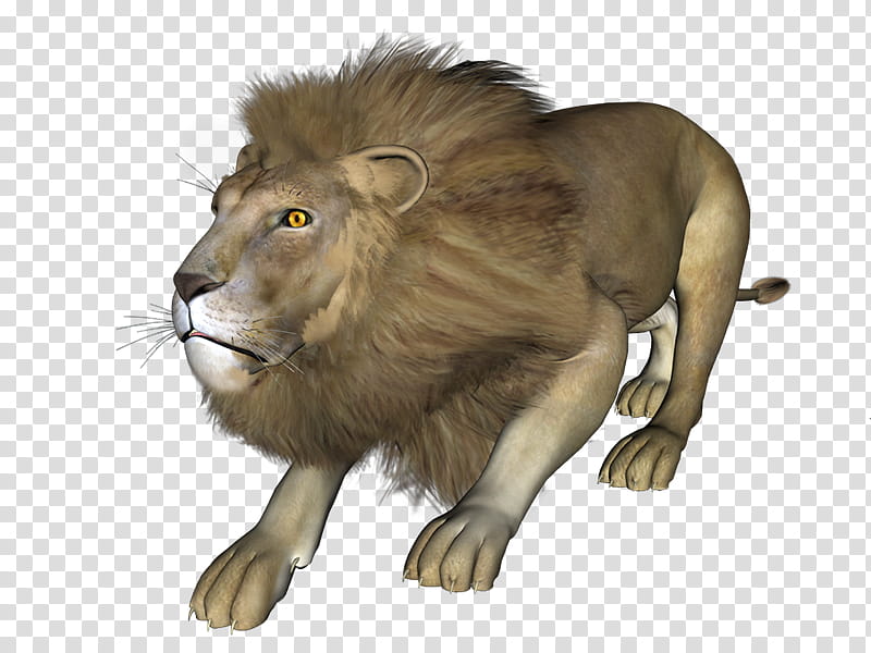 Cats, East African Lion, Animal, Blog, Masai Lion, Wildlife transparent background PNG clipart