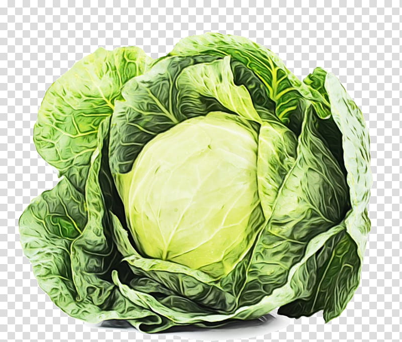 cabbage leaf vegetable vegetable cruciferous vegetables iceburg lettuce, Watercolor, Paint, Wet Ink, Savoy Cabbage, Wild Cabbage, Plant, Food transparent background PNG clipart