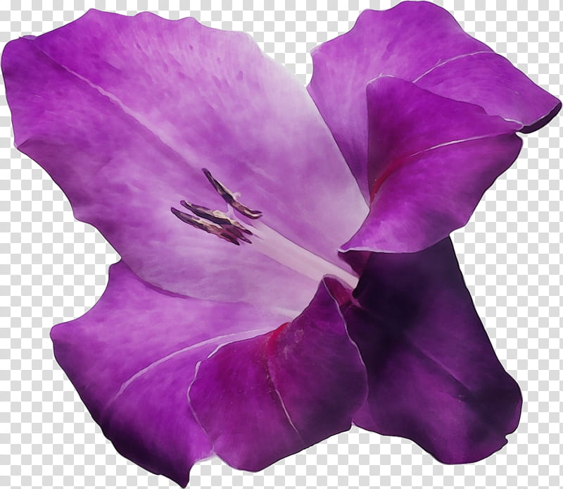 Lavender, Watercolor, Paint, Wet Ink, Petal, Purple, Violet, Flower transparent background PNG clipart