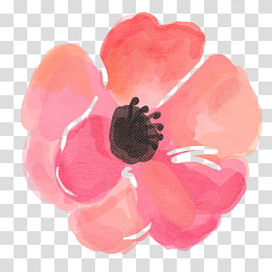 watercolor vintage flowers 15, pink and black poppy flower illustration transparent background PNG clipart thumbnail