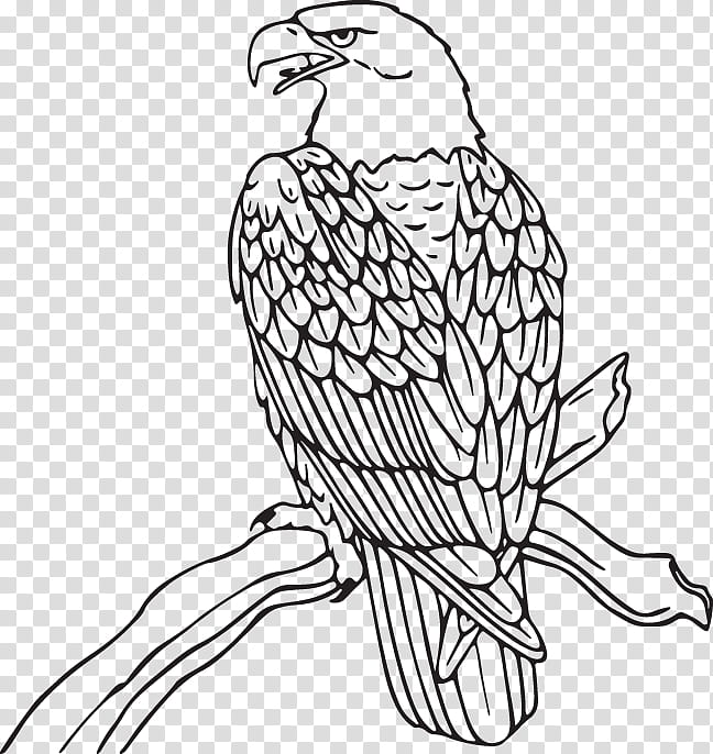 bird beak falcon peregrine falcon bird of prey, Line Art, Bald Eagle, Coloring Book, Sharpshinned Hawk transparent background PNG clipart