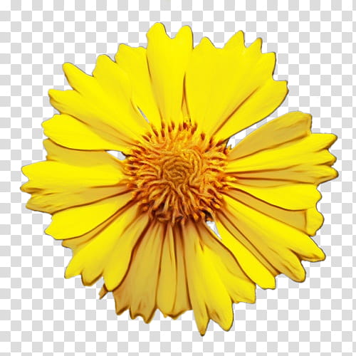 Drawing Of Family, Common Sunflower, Yellow, Petal, English Marigold, Plant, Gerbera, Pollen transparent background PNG clipart