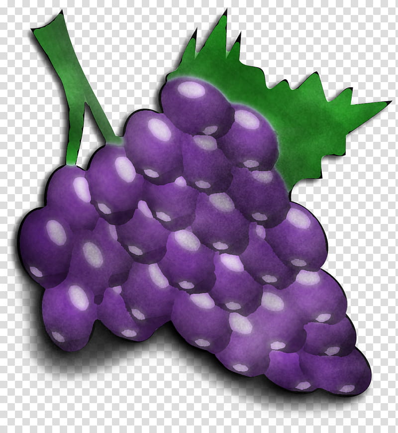 grape grapevine family purple fruit plant, Vitis, Food, Seedless Fruit transparent background PNG clipart