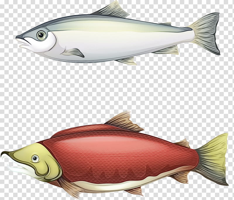 Fish, Sardine, Salmon, Fish Products, Milkfish, Osmeriformes, Oily Fish, Herring transparent background PNG clipart