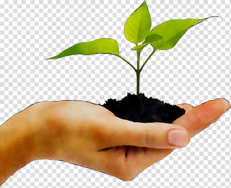 Arbor Day, Plants, Hand, Seedling, Poster, Agriculture, Root, Chamaedorea transparent background PNG clipart