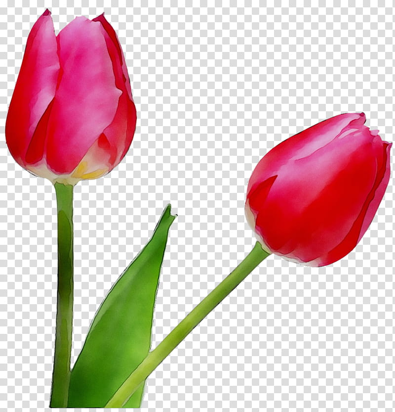 Lily Flower, Tulip, Plant Stem, Bud, Cut Flowers, Petal, Plants, Tulipa Humilis transparent background PNG clipart