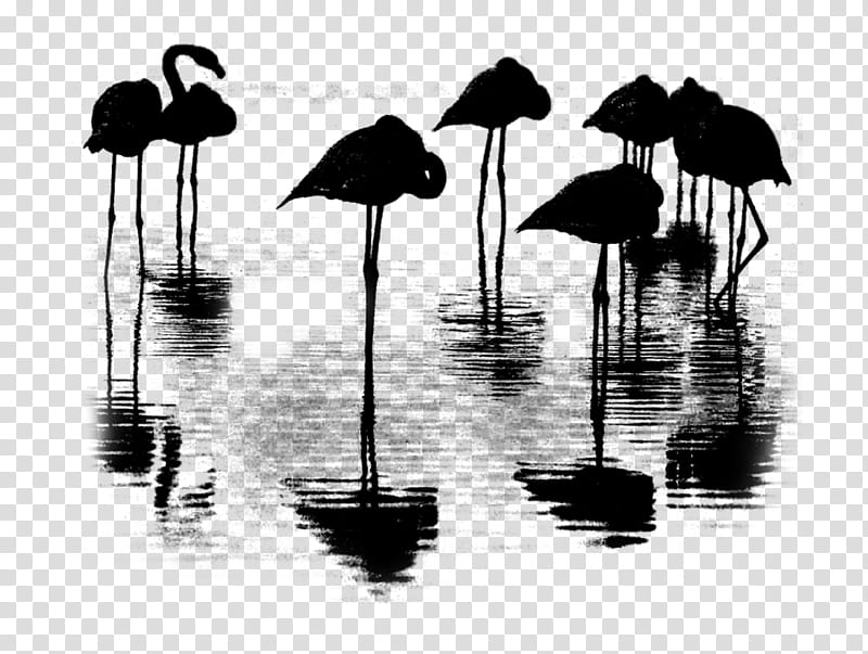Flamingo Silhouette, Water, Bird, Blackandwhite, Water Bird, Wildlife, Shorebird, Beak transparent background PNG clipart