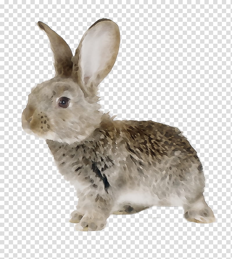 Easter Bunny, Rabbit, Leporids, European Rabbit, Drawing, Mountain Cottontail, Rabbits And Hares, Snowshoe Hare transparent background PNG clipart
