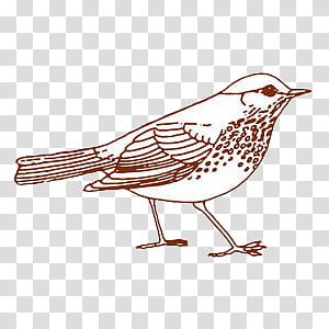 Weird Stuff II, standing brown thrush bird illustration transparent background PNG clipart
