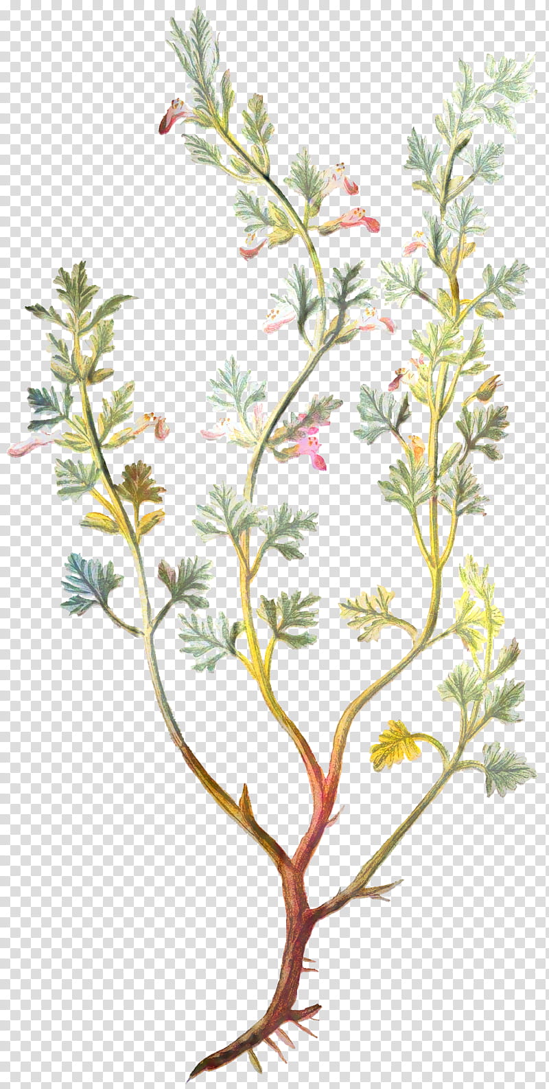 Lily Flower, Twig, Plants, Leaf, Wall Germander, Shrub, Herb, Tree transparent background PNG clipart