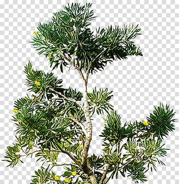 white pine yellow fir tree jack pine balsam fir, Lodgepole Pine, Canadian Fir, Singleleaf Pine, Plant, Shortstraw Pine transparent background PNG clipart