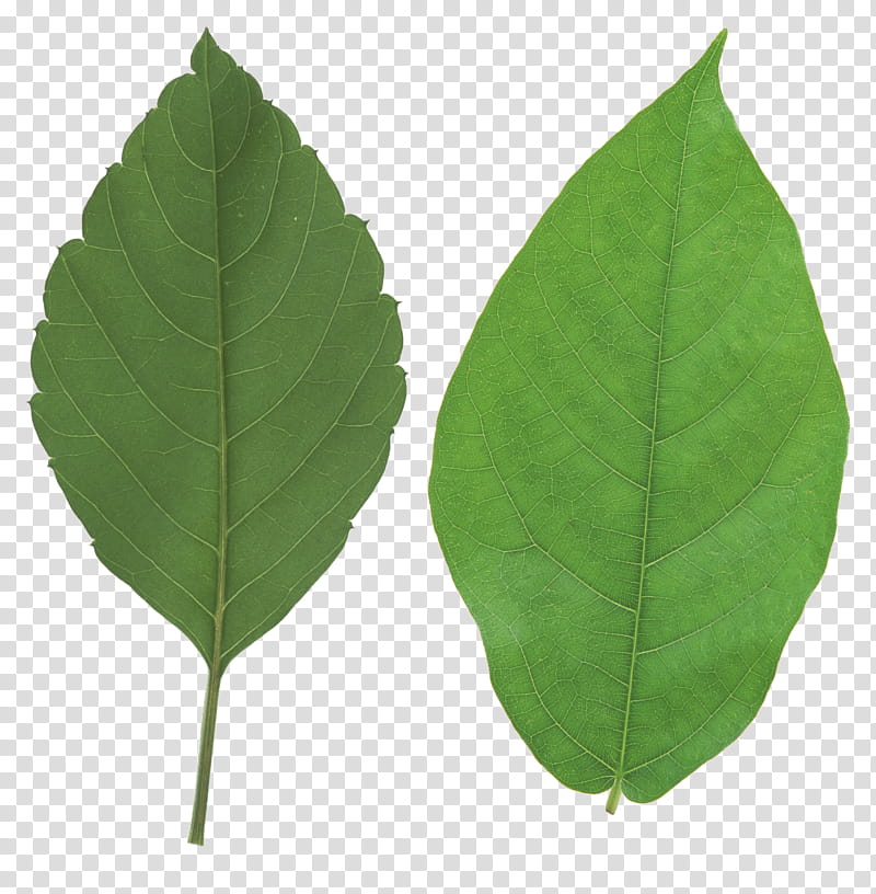 Plants leaves Mega, two ovate leaves transparent background PNG clipart
