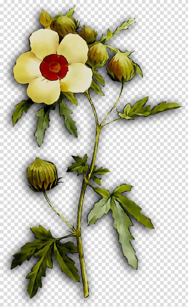 Floral Flower, Rose Family, Floral Design, Plant Stem, Branching, Plants, Rosa Rubiginosa, Leaf transparent background PNG clipart