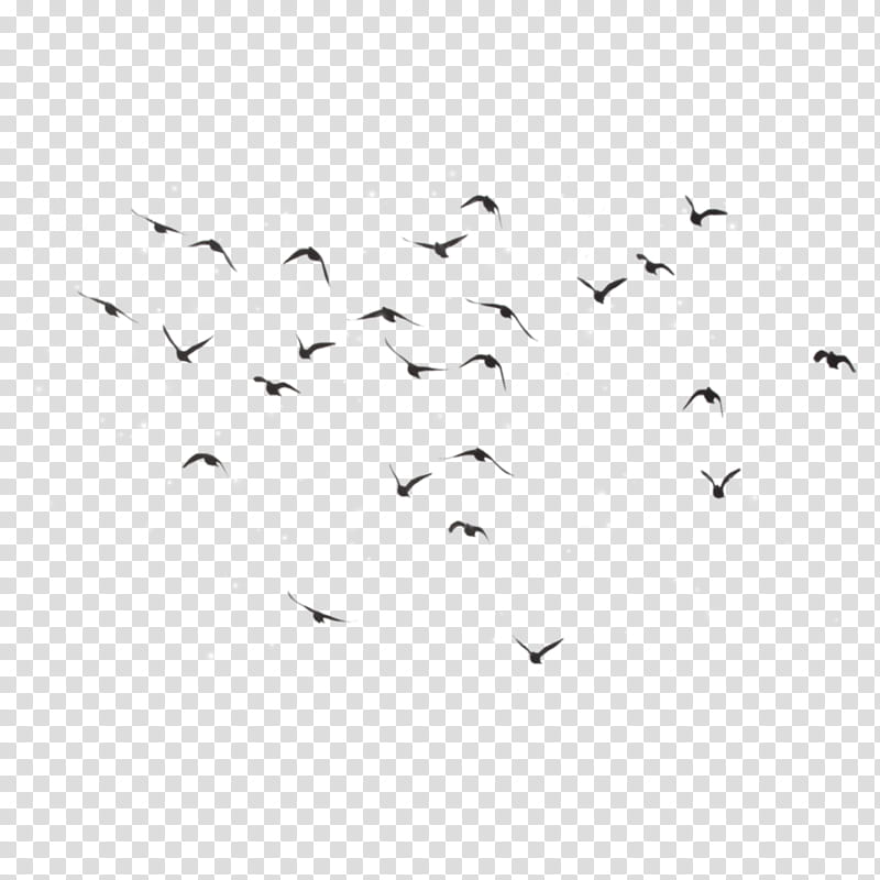 Sky, Bird, Flight, Flock, Crow, Bird Flight, V Formation, Common Raven transparent background PNG clipart