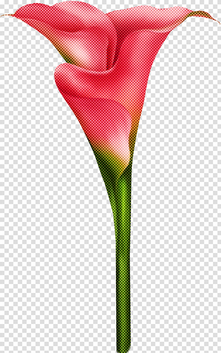 flower red cut flowers plant pink, Arum, Pedicel, Plant Stem, Anthurium, Tulip, Petal, Giant White Arum Lily transparent background PNG clipart