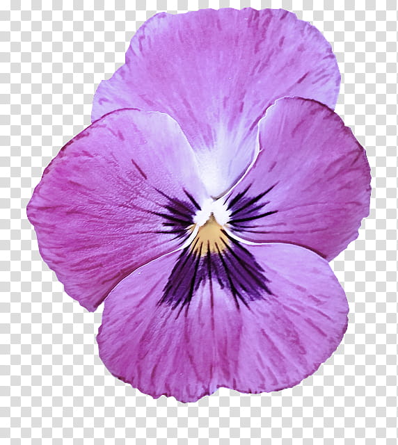 flower violet petal wild pansy purple, Plant, Violet Family, VIOLA transparent background PNG clipart