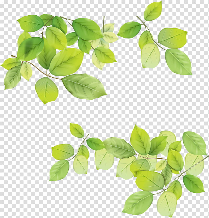 green foliage illustration transparent background PNG clipart