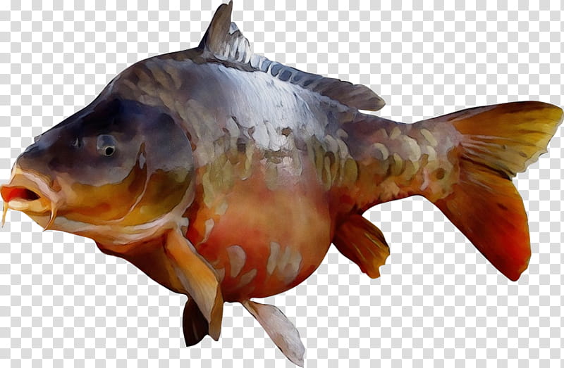 fish fish carp bony-fish goldfish, Watercolor, Paint, Wet Ink, Bonyfish transparent background PNG clipart