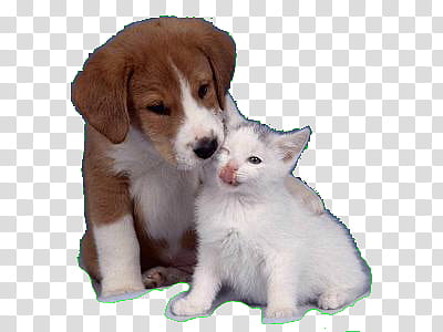 short-coated white and tan puppy and short-fur white kitten transparent background PNG clipart