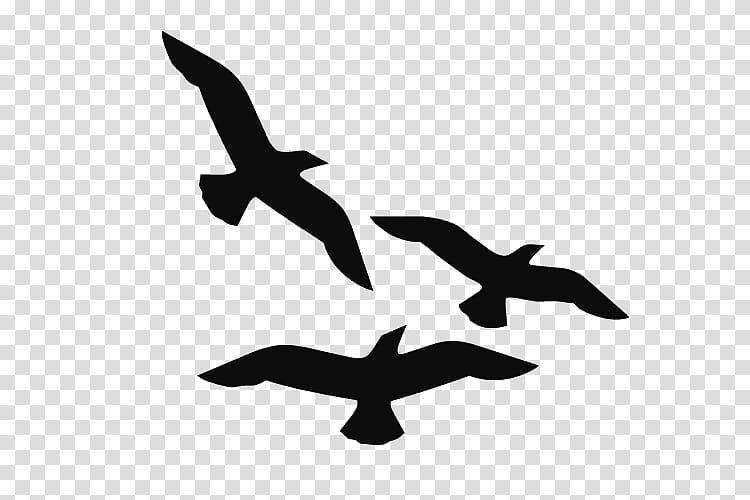Bird Line Drawing, Gulls, Silhouette, Flight, Beak, Black And White
, Seabird transparent background PNG clipart